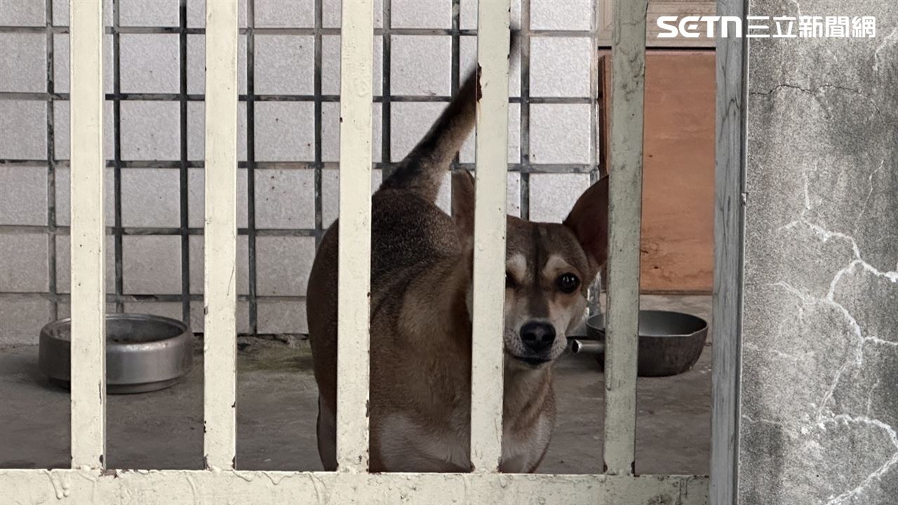 她聽「觀音指示」餵浪犬…釀群狗盤據追...