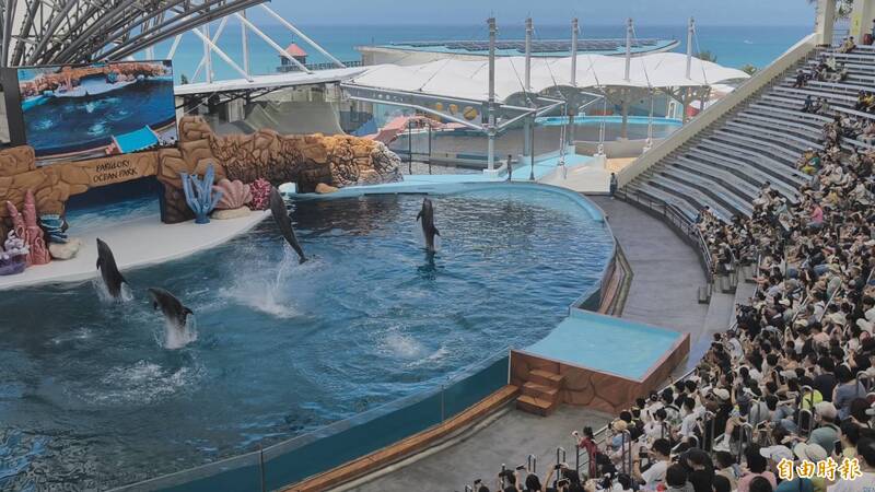 花蓮海洋公園轉型守護基地仍見海豚跳躍、翻身 園方︰海豚自然行為