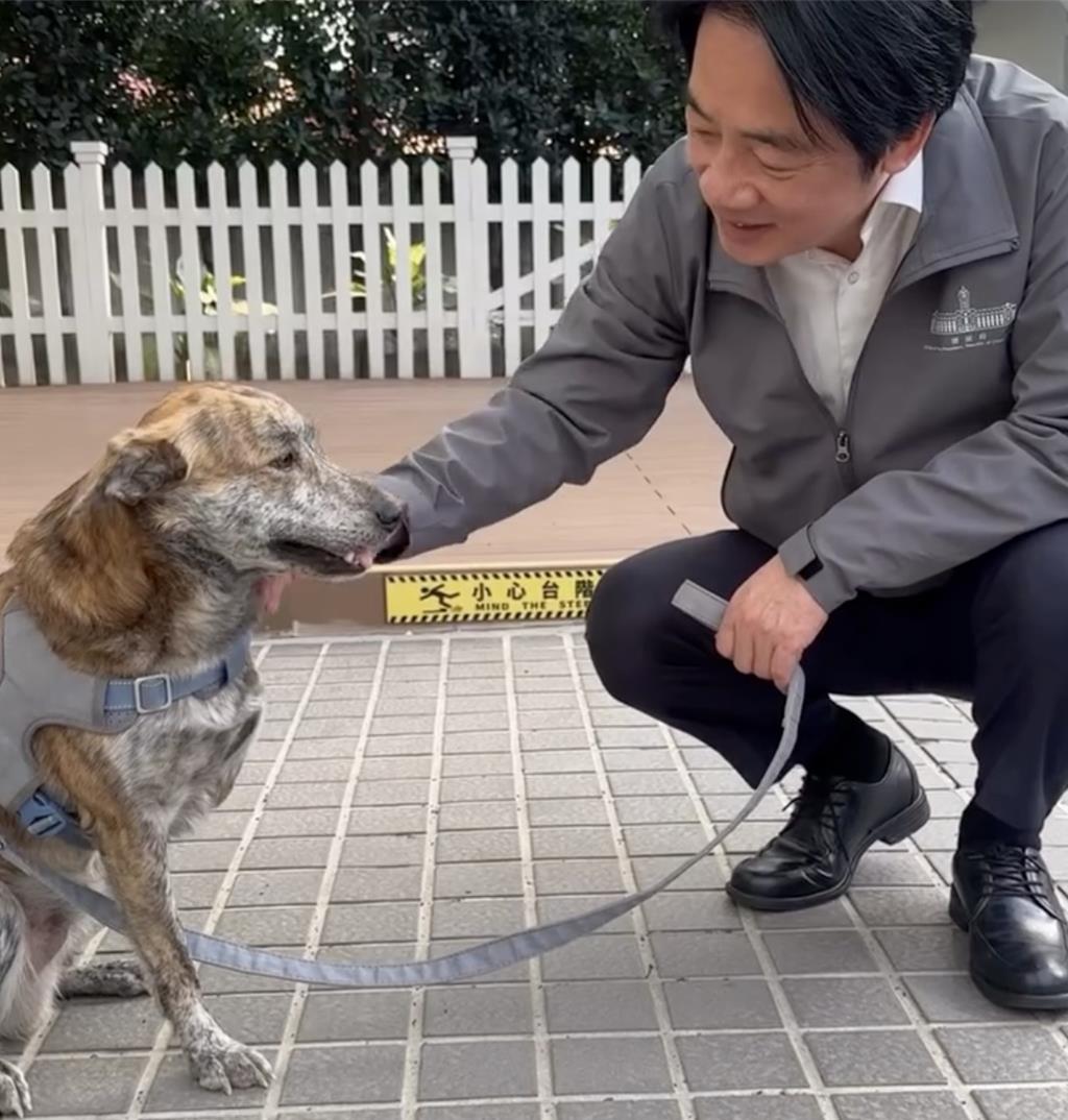 扯賴愛犬遭罵爆！陳佩琪反嗆「我沒攻擊...