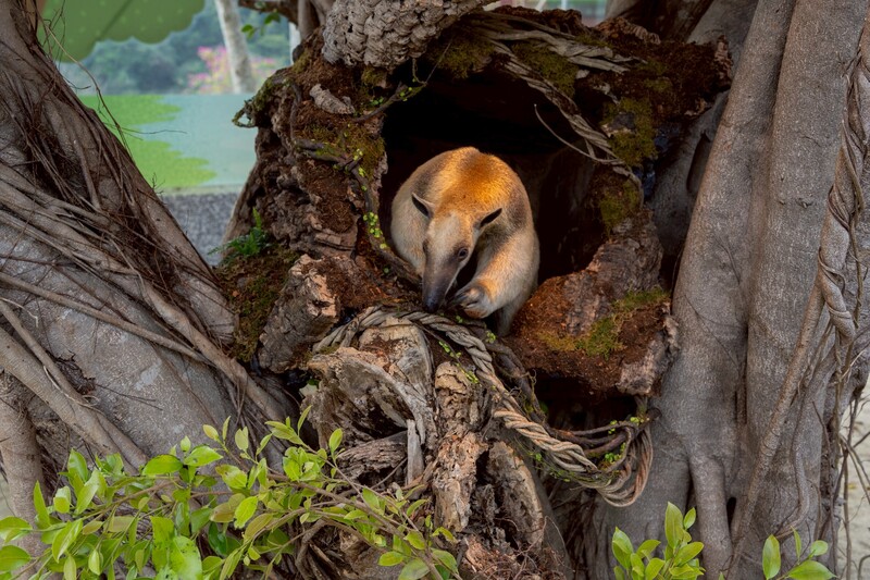 高雄「野森動物學校」2月門票　1/2...