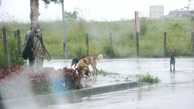 農業部推「犬蹤地圖」App 民眾可拍照回報遊蕩犬蹤跡